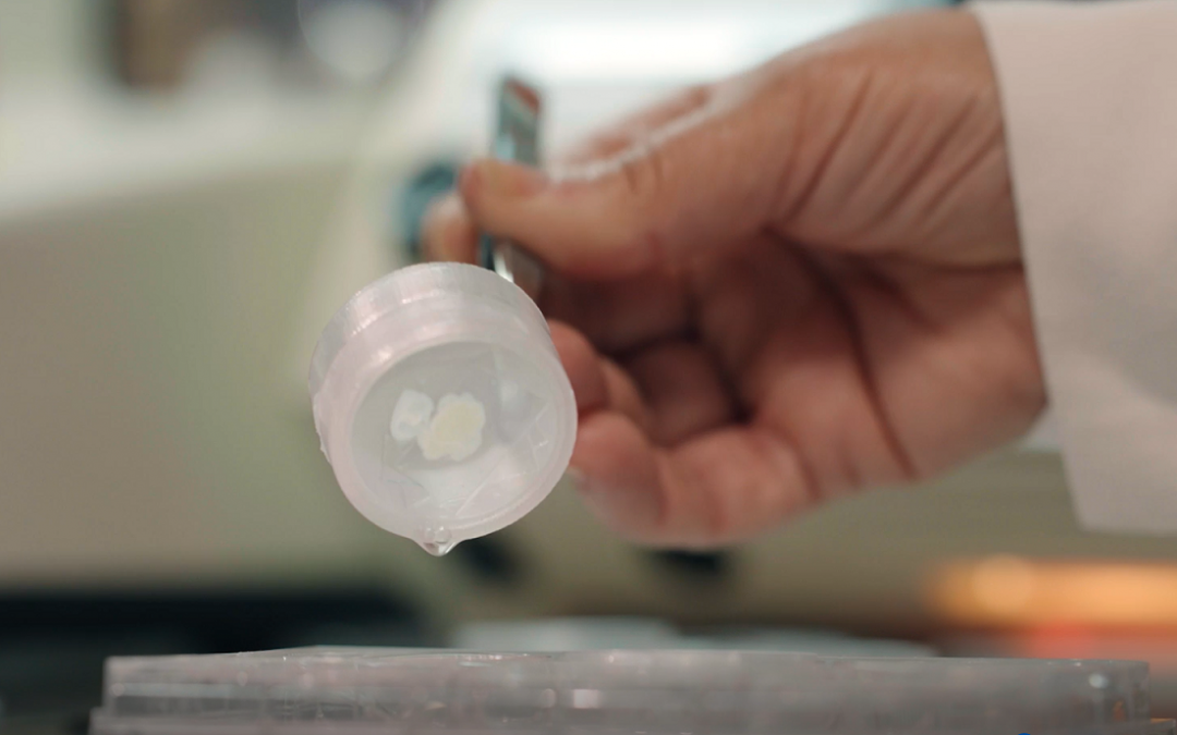 Un equipo del Instituto de Neurociencias inventa un dispositivo para manipular de manera fácil muestras de tejido biológico